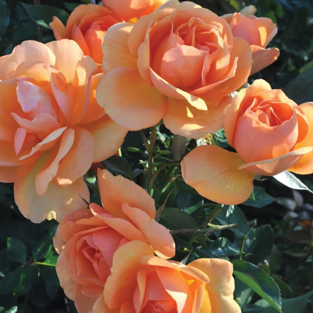 A cluster of vibrant orange roses in full bloom, surrounded by green leaves, bathed in natural sunlight.
