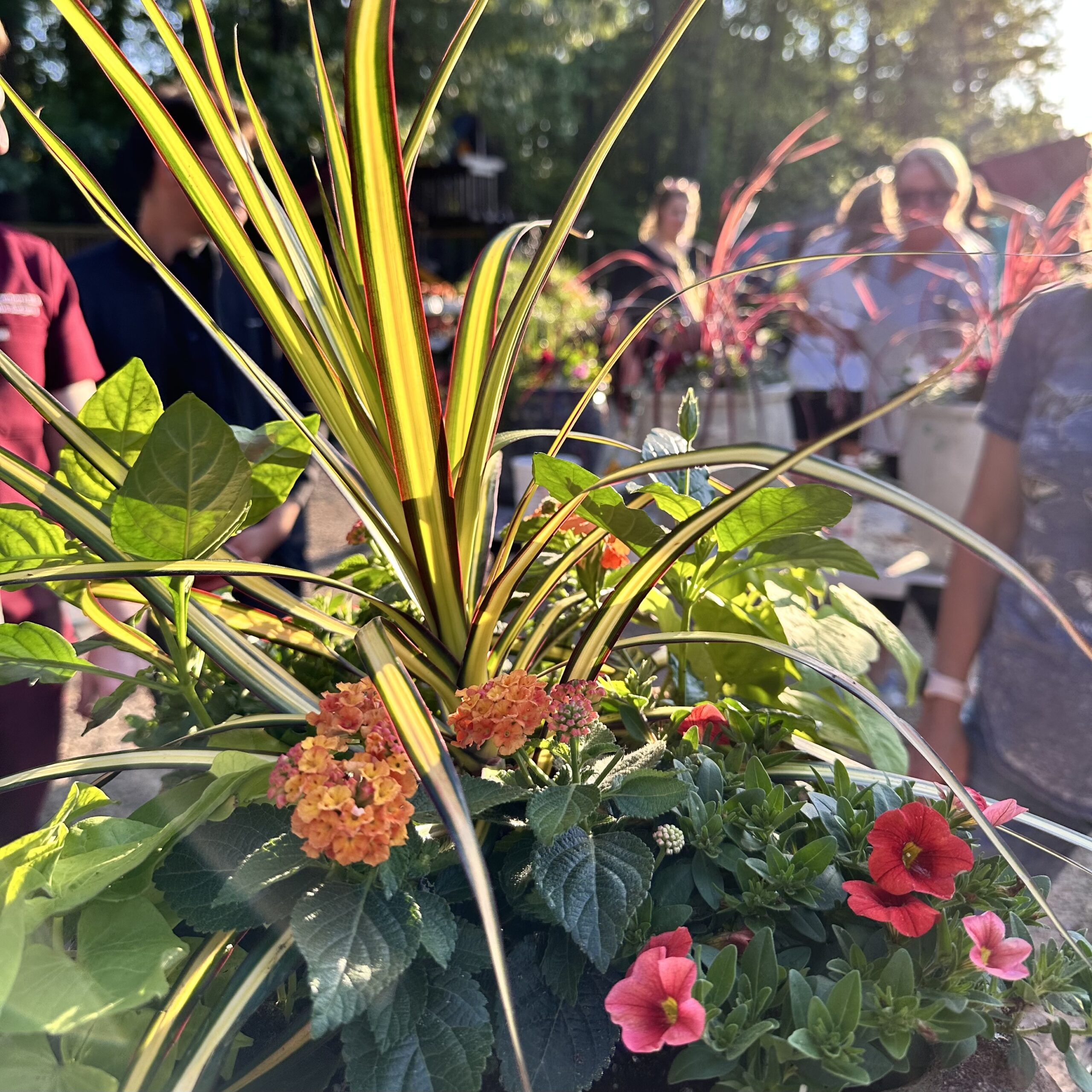 A close-up of a vibrant planter with orange lantana, pink petunias, and spiky green foliage, with people and more flowers blurred in the sunny background.