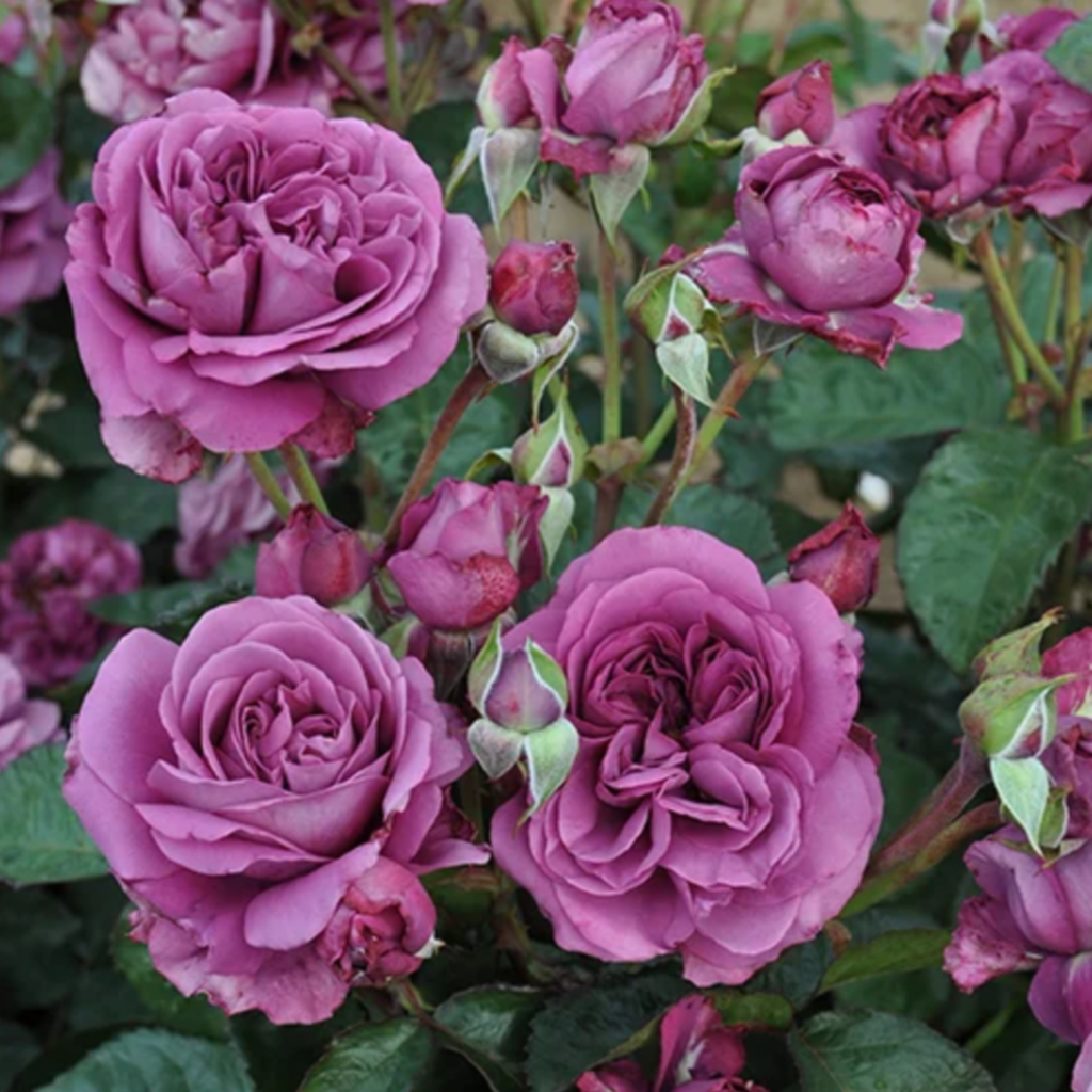 Clusters of vibrant purple roses in full bloom are surrounded by green leaves and closed rosebuds. The petals are layered and lush, showing varying shades of purple.