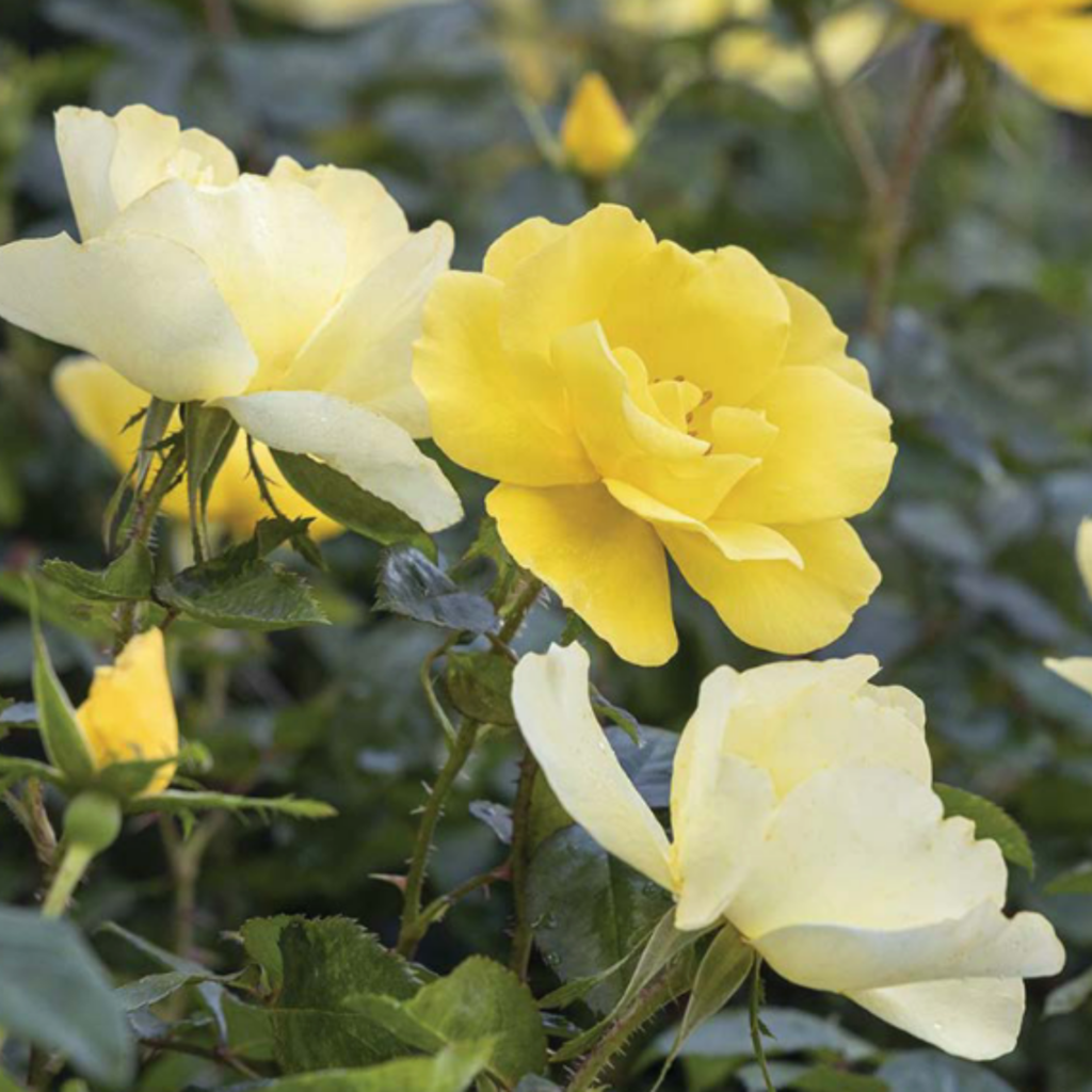 Several bright yellow roses bloom among green leaves, with soft sunlight highlighting the delicate petals and creating a fresh, vibrant scene.