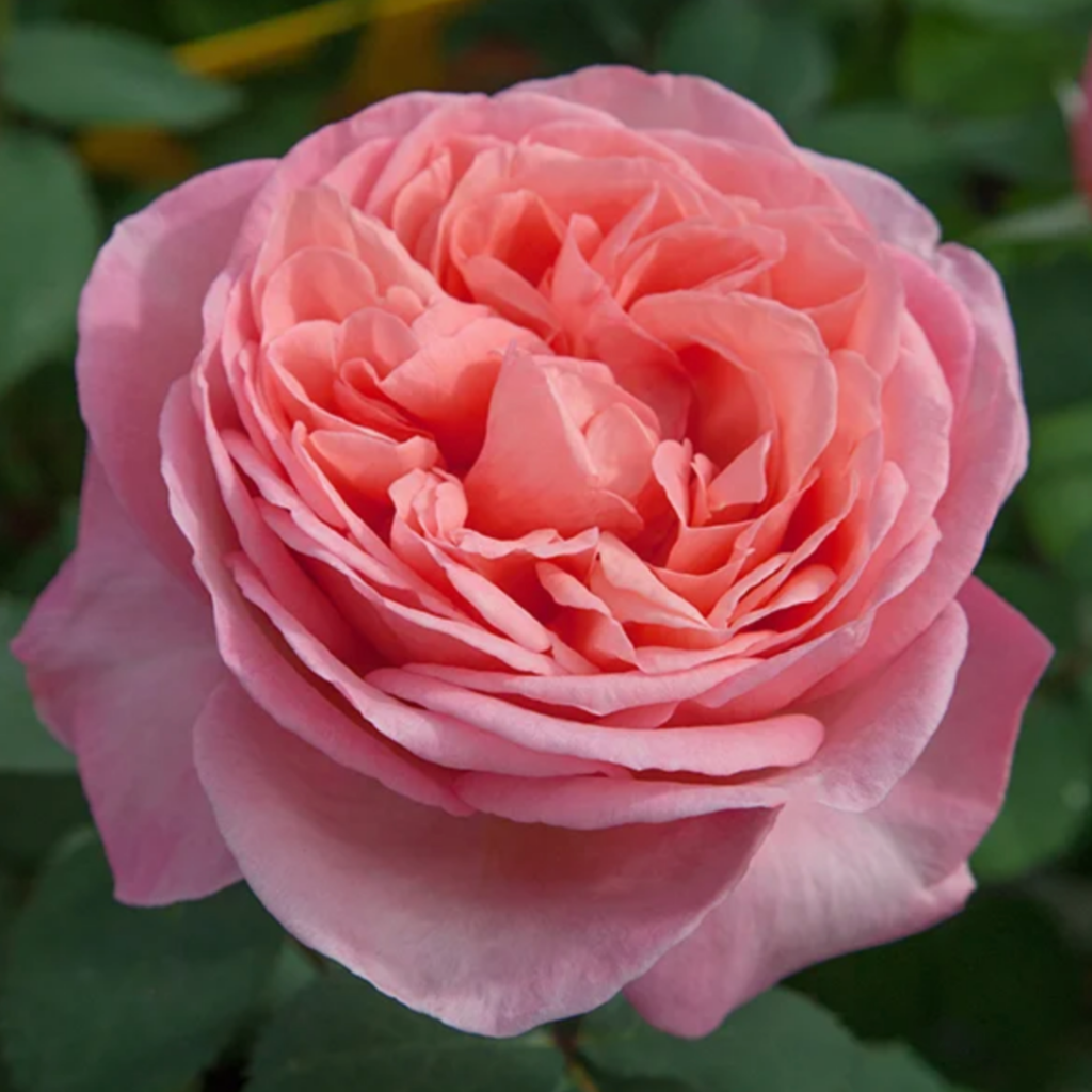 A close-up of a fully bloomed pink rose with multiple delicate petals, surrounded by green leaves in the background.