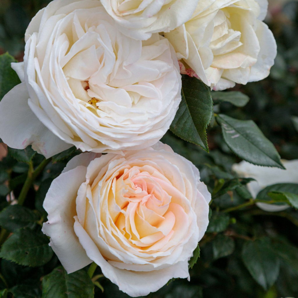 Close-up of three large, pale roses in full bloom with soft white and light peach petals, surrounded by dark green leaves.