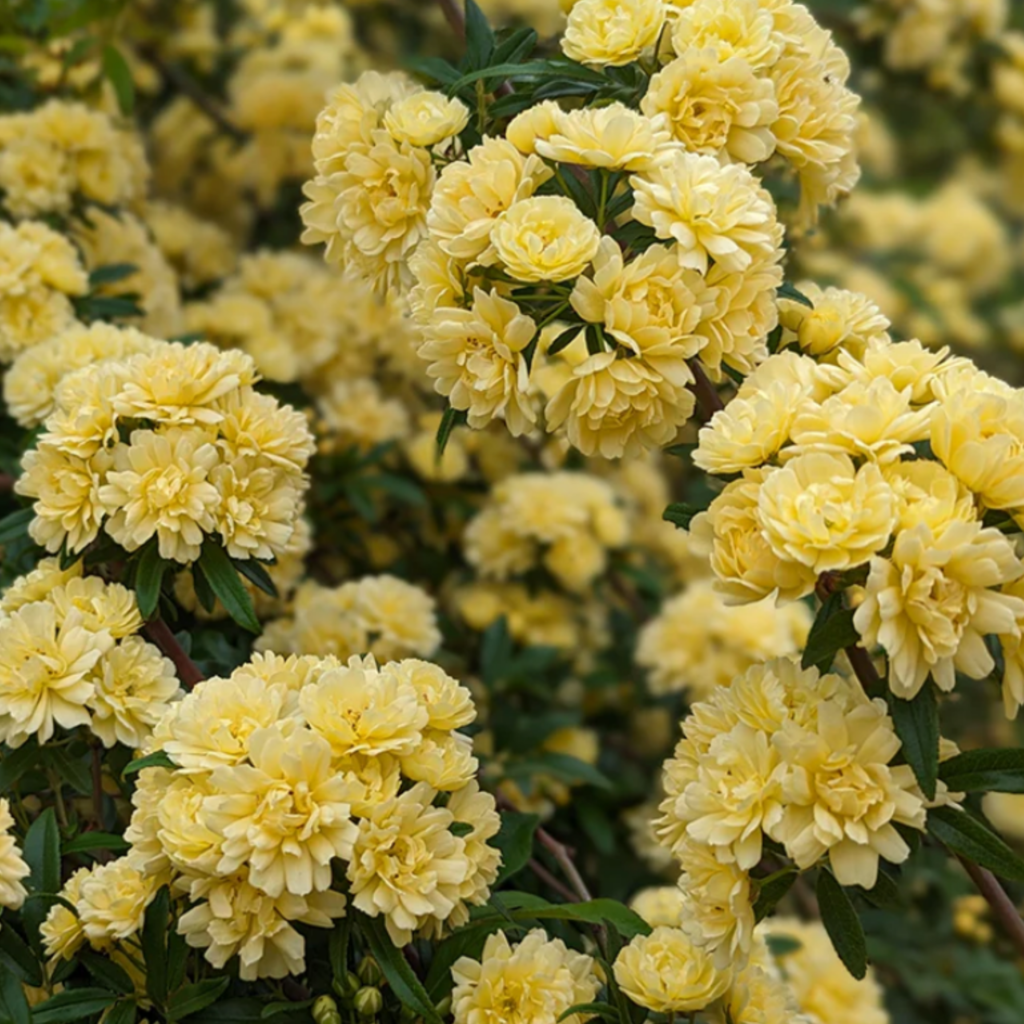 Clusters of pale yellow roses with many petals bloom densely among green leaves, creating a lush and vibrant floral display.