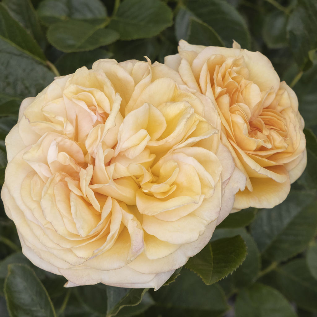 Two delicate yellow roses bloom against a backdrop of dark green leaves.