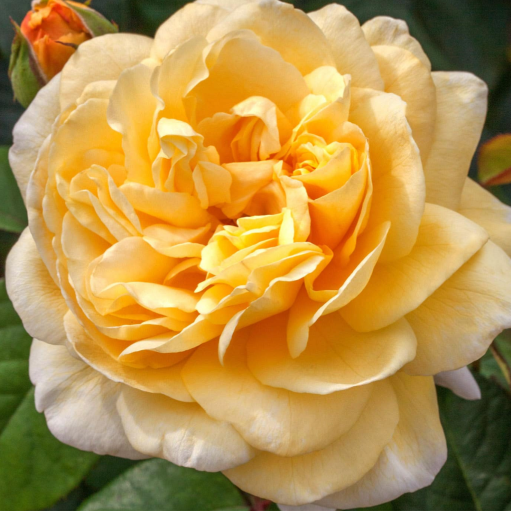 A close-up of a fully bloomed yellow rose with soft, layered petals. A green leaf and a rosebud are visible in the background. The flower is bathed in natural light.