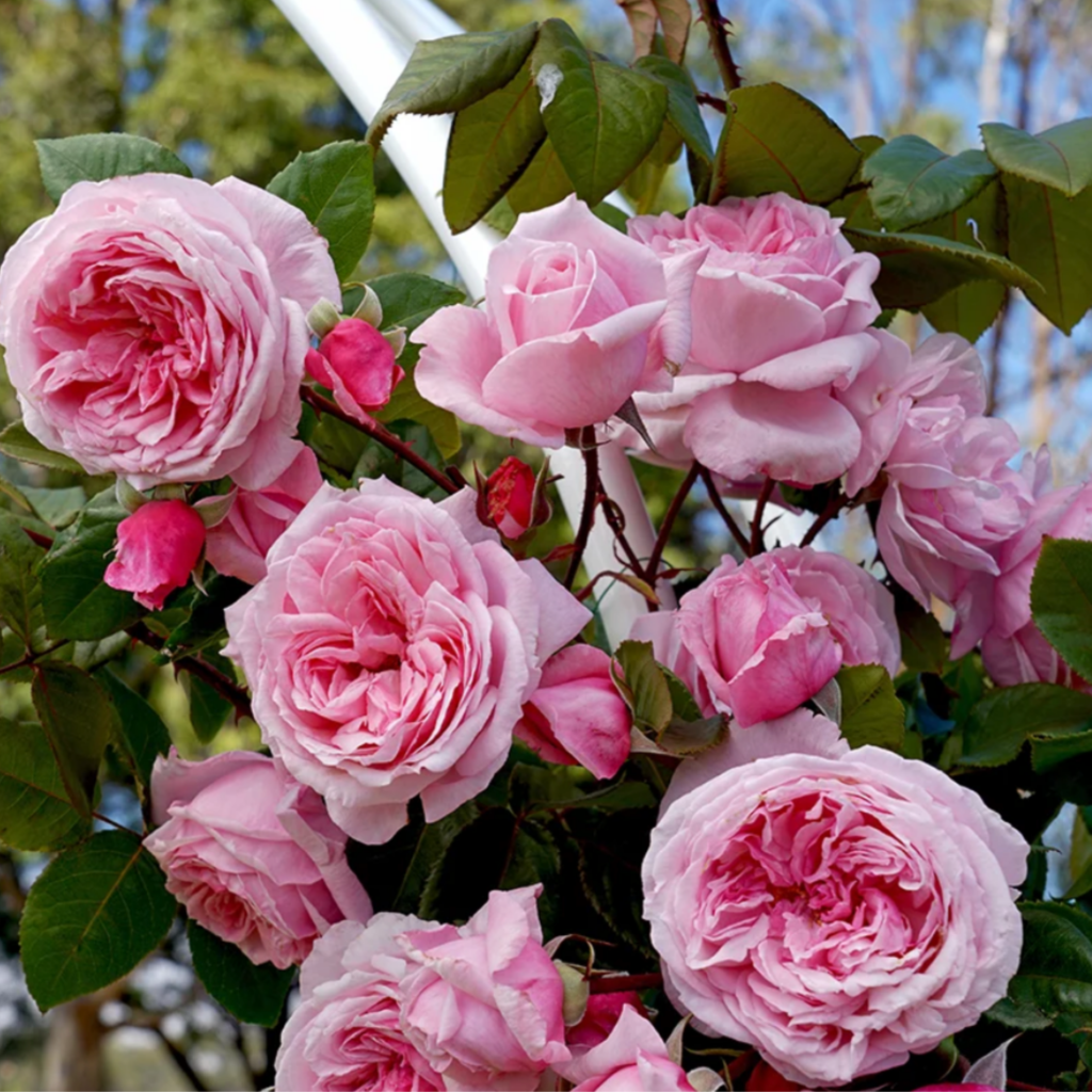 A cluster of blooming pink roses with lush petals surrounded by green leaves, set against a background of trees and a blue sky.
