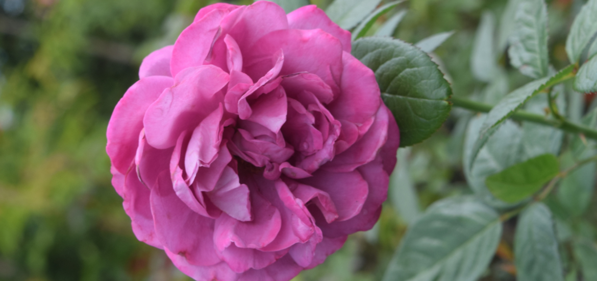 Rose Selection for Spring 2026