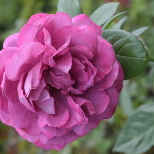 Close-up of a vibrant pink rose in full bloom, with layered petals and green leaves, set against a blurred background of foliage.