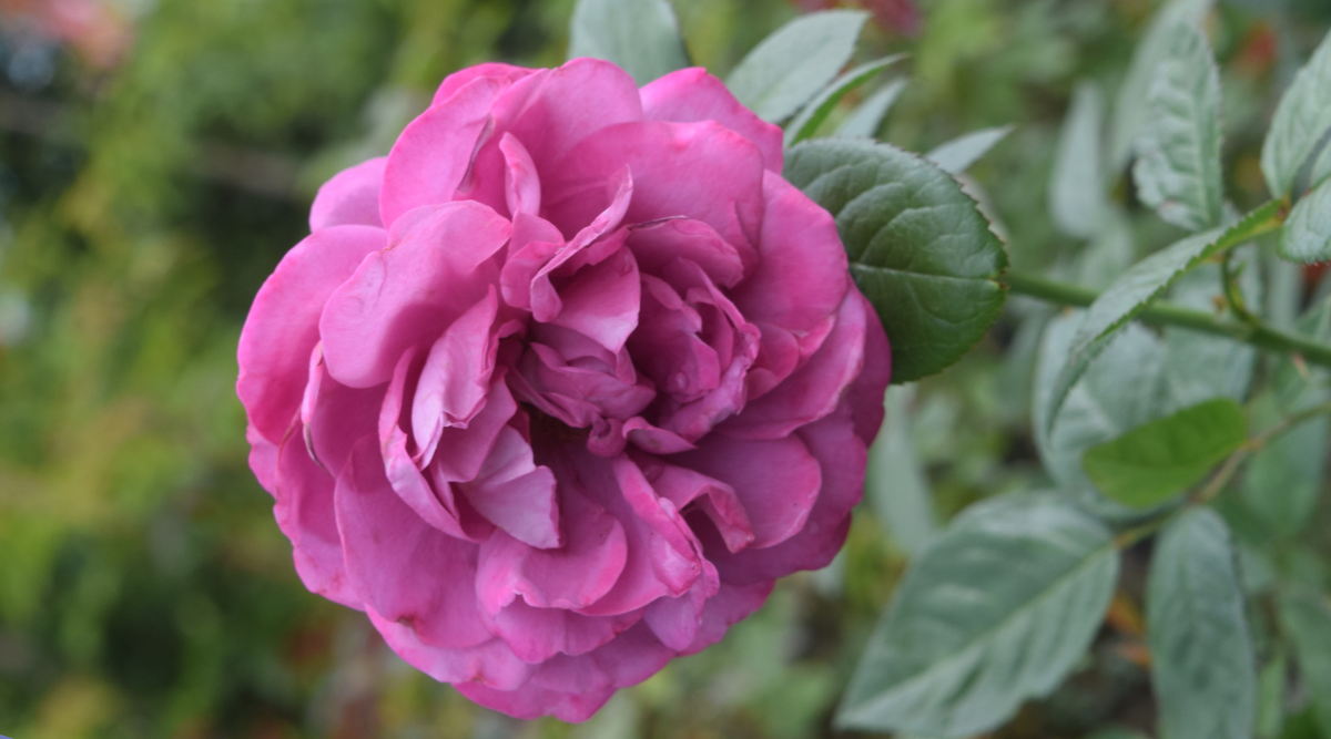 Rose Selection for Spring 2026 - Good Earth Garden Center