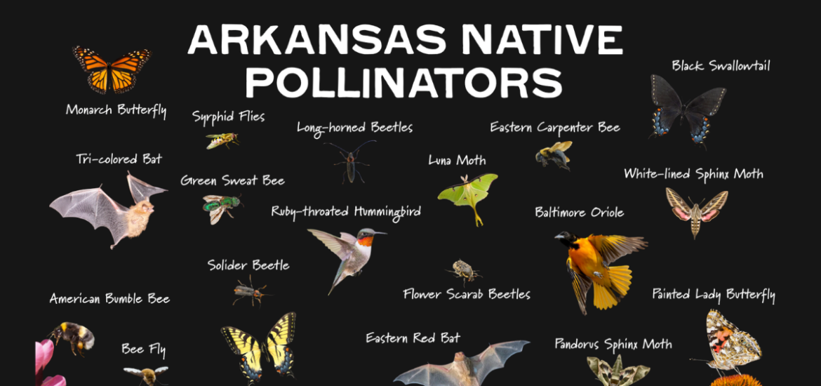 Pollinator Deep Dive: Native Plants, Host Plants, and Nectar Rich Plants