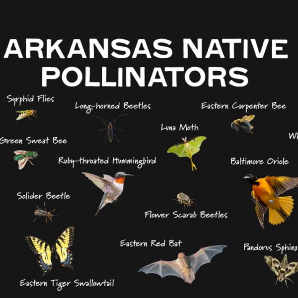 Collage of Arkansas native pollinators on a black background, including various bees, butterflies, moths, beetles, bats, a hummingbird, and an oriole, with each pollinator labeled in white text.