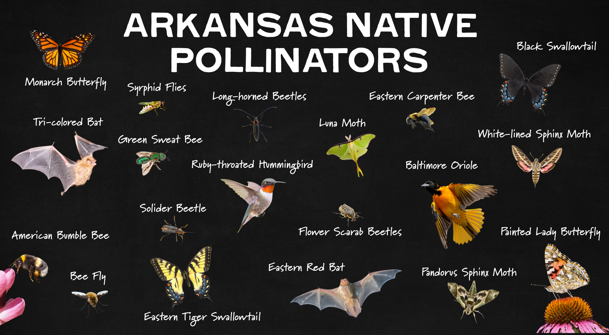 A collage on a black background showing various Arkansas native pollinators, including butterflies, bees, beetles, flies, moths, a hummingbird, a bat, and an oriole, each labeled with its name in white text.