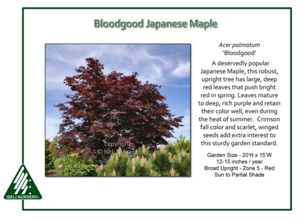 A Bloodgood Japanese Maple tree with deep red-purple leaves stands tall behind green shrubs under a blue sky. Text describes its vibrant foliage, size, growth habit, and garden requirements. Iseli Nursery logo in corner.