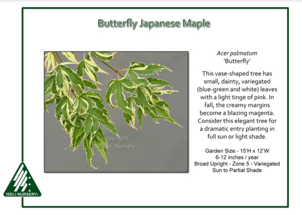 A close-up of Butterfly Japanese Maple tree leaves, showing green and cream variegated foliage with hints of pink. Informational text about the trees features and growing conditions is visible beside the image.