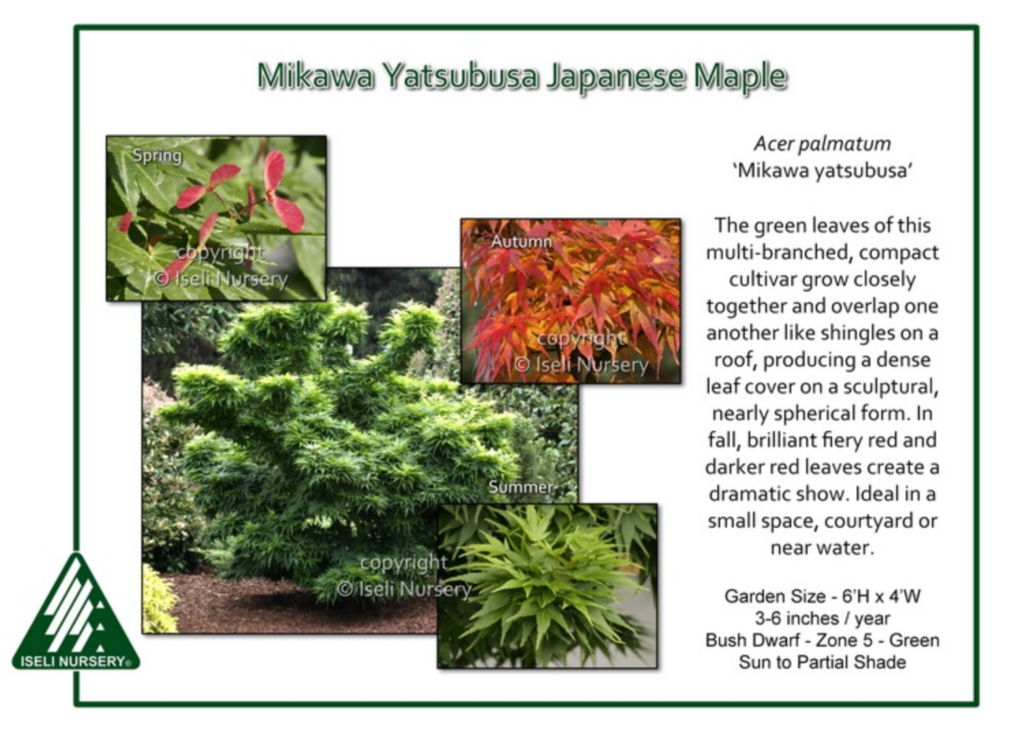 Informational graphic about the Mikawa Yatsubusa Japanese Maple, showing a mature shrub and close-ups of its green spring and colorful autumn leaves. Includes plant description, care details, and Iseli Nursery logo.