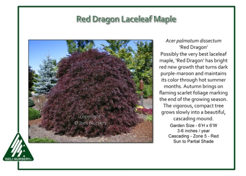 A large Red Dragon Laceleaf Maple tree with deep purple-maroon, finely cut leaves stands in a garden. Text describes its size, color, care needs, and a logo for Iseli Nursery appears in the corner.