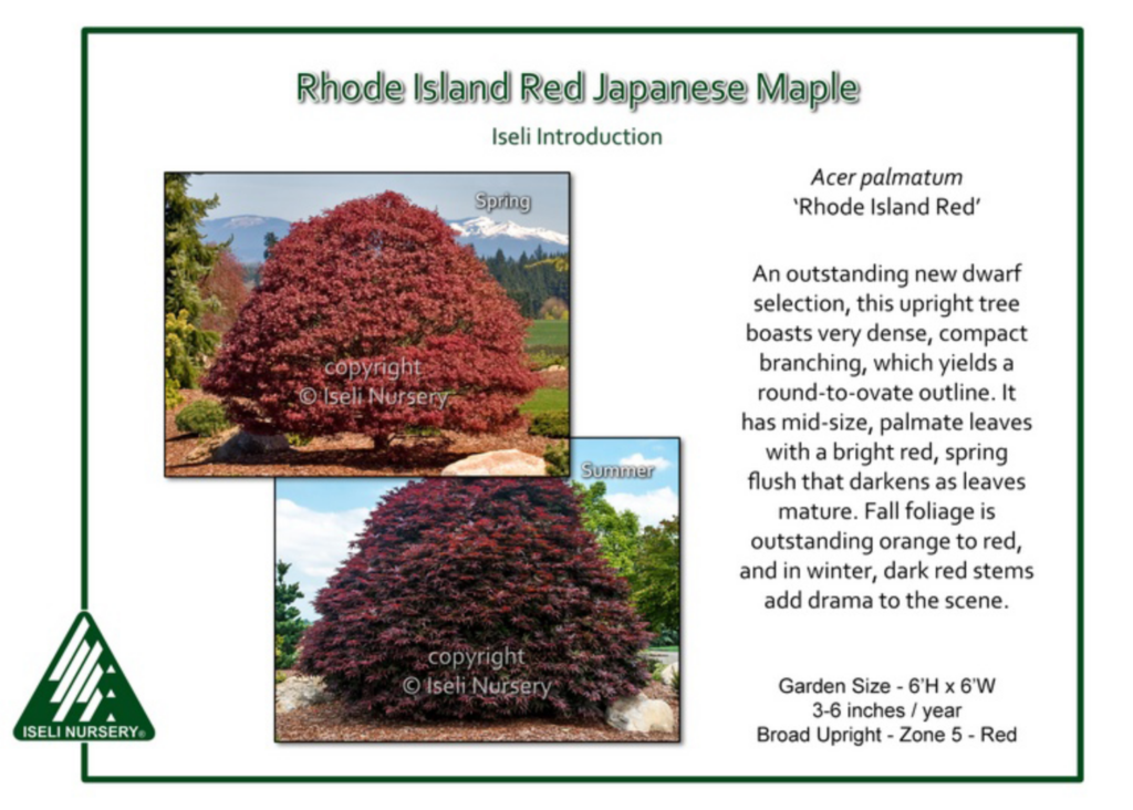 Two photos show a Rhode Island Red Japanese Maple tree: in spring, its dense, rounded crown displays bright red leaves; in summer, the foliage is a darker red. Text describes its features and seasonal color changes.