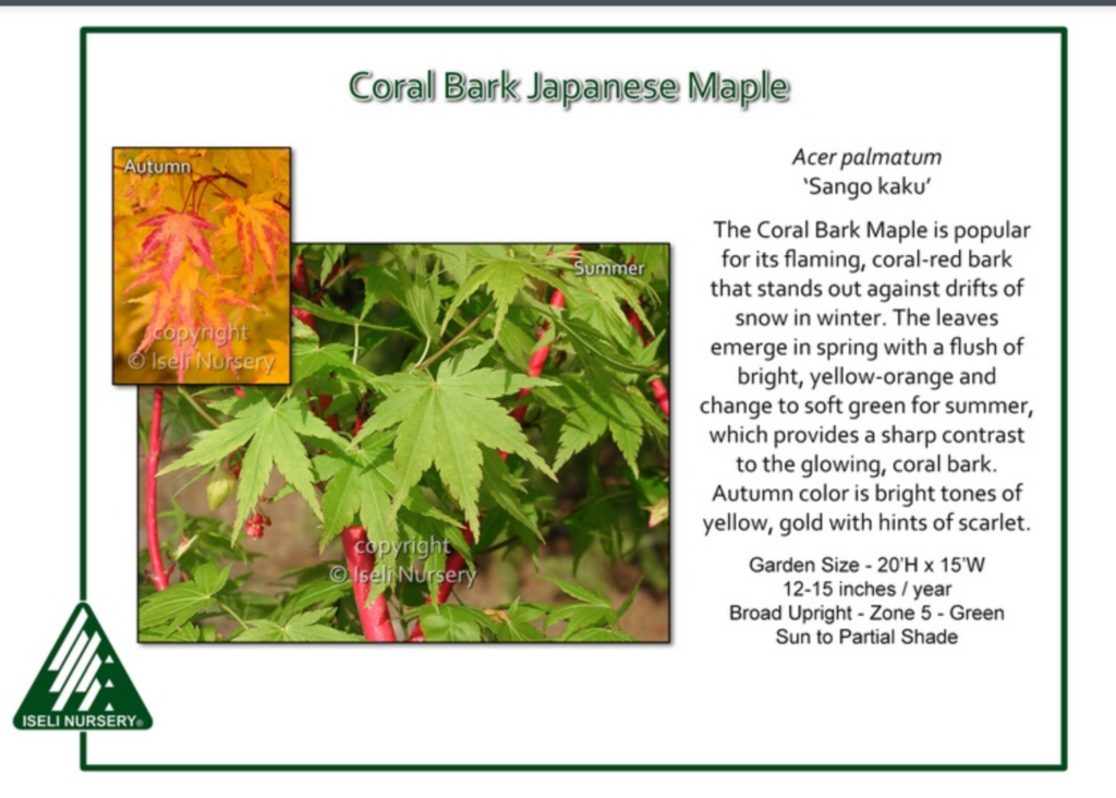 Coral Bark Japanese Maple leaves shown in two seasons: bright green in summer and yellow with red in autumn, with coral-red bark visible; includes plant description and care details.