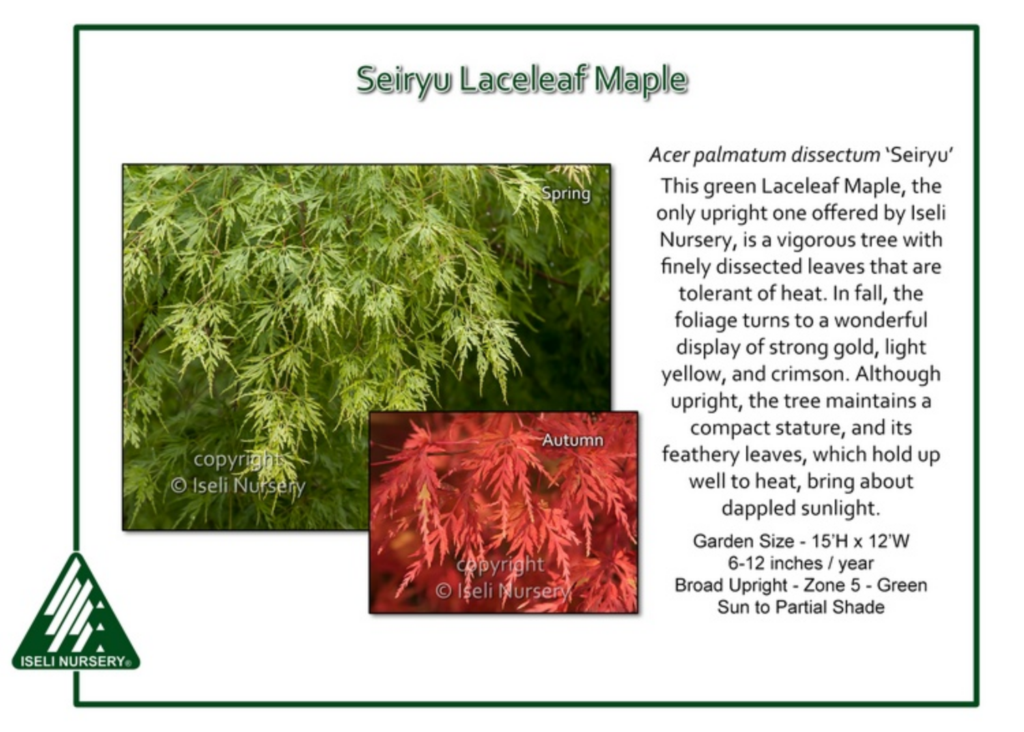 Seiryu Laceleaf Maple tree shown in spring with green finely cut leaves and in autumn with feathery red foliage. Includes plant description, care details, and Iseli Nursery logo at bottom left.