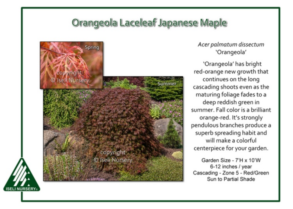 Informational display about Orangeola Laceleaf Japanese Maple with images showing its bright red-orange spring foliage and cascading summer leaves in a garden setting. Text provides plant details and growing requirements.