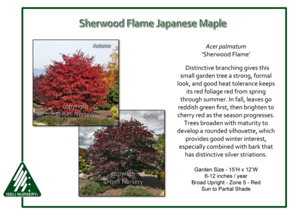 Informational card for Sherwood Flame Japanese Maple with two photos showing its red foliage in autumn and spring, tree stats, and a description of its branching, color changes, and growing conditions.