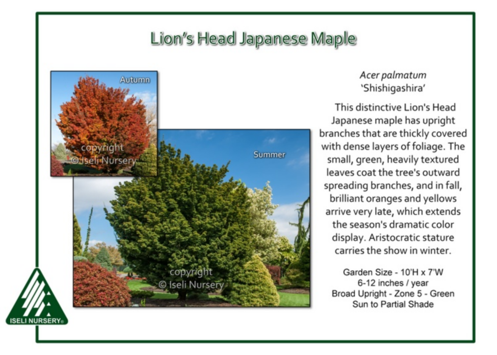 A Lion’s Head Japanese Maple tree in summer, with dense green layered foliage. Inset shows the same tree in autumn, leaves turned bright orange-red. Informational text and nursery logo are included.