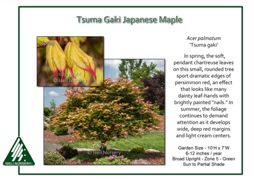 A Tsuma Gaki Japanese Maple tree with red-edged, newly-emerging yellow-green leaves in the spring. A mature tree with layered branches and vivid green and red foliage stands in a landscaped garden. Text describes its features.