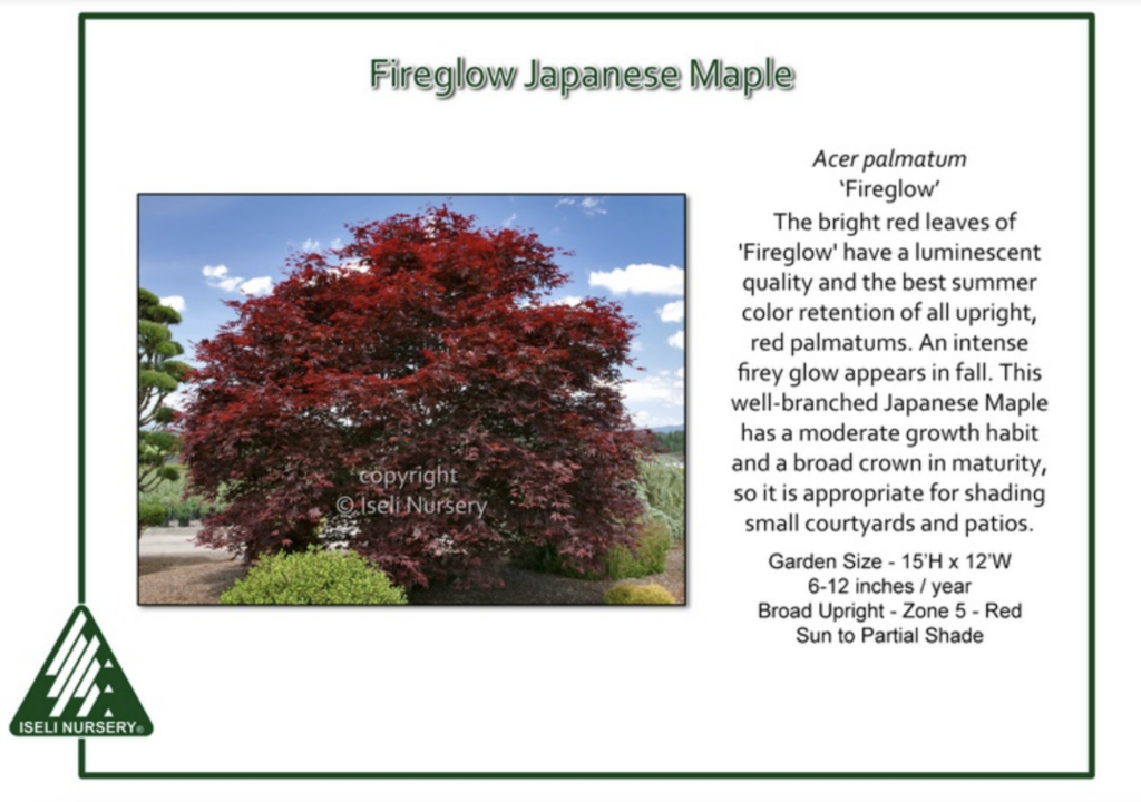 A Fireglow Japanese Maple with vibrant red leaves stands in a landscaped garden under a blue sky. Text describes its features, including size, growth habit, and suitability for shade and small gardens. Iseli Nursery logo appears.