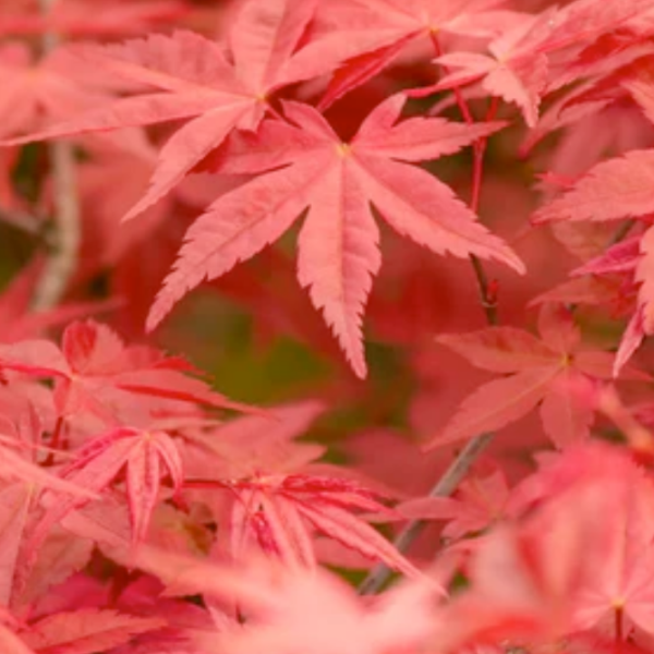 Close-up of numerous bright red Japanese maple leaves, showing their distinct pointed lobes and delicate texture, with a soft focus on some leaves in the background.