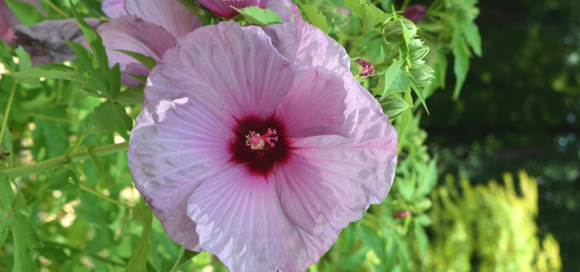 What is a Native Plant?