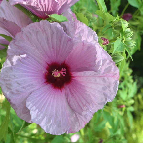 A close-up of a large, light pink hibiscus flower with a deep red center, surrounded by green leaves and unopened buds, in bright sunlight.