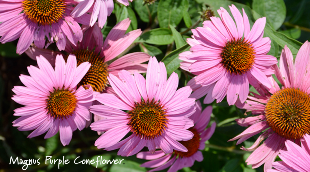 A cluster of Magnus Purple Coneflower blooms with pink petals and orange-brown centers, surrounded by green leaves. The text Magnus Purple Coneflower appears in the lower left corner.