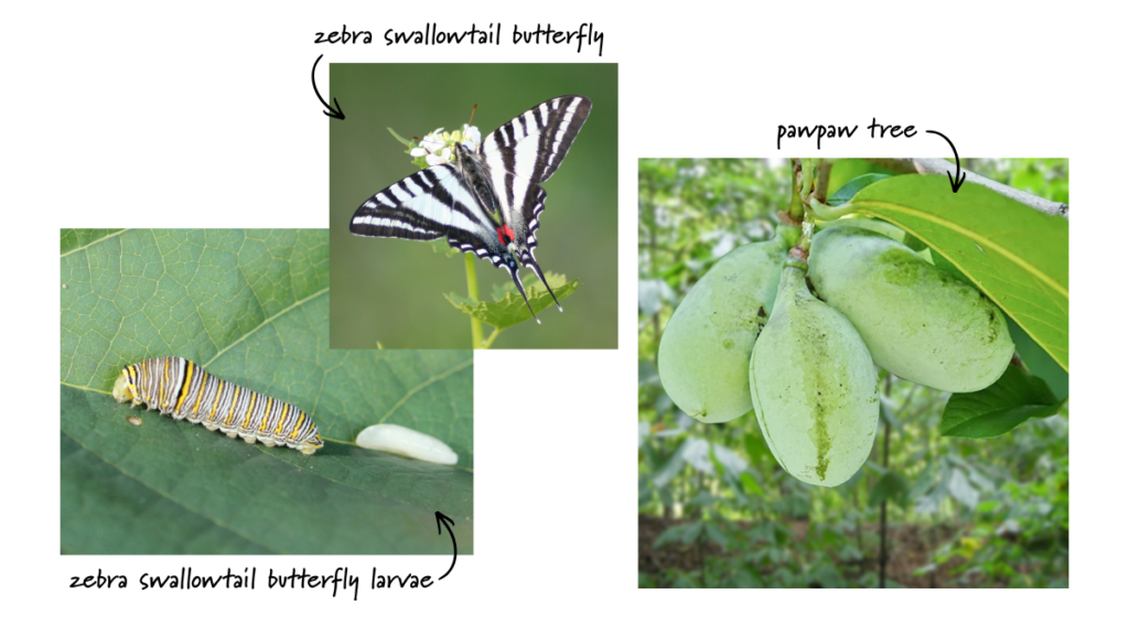 Photo collage showing a zebra swallowtail butterfly on a flower, a zebra swallowtail butterfly larva on a leaf, and a pawpaw tree branch with green fruit. Handwritten labels identify each subject.