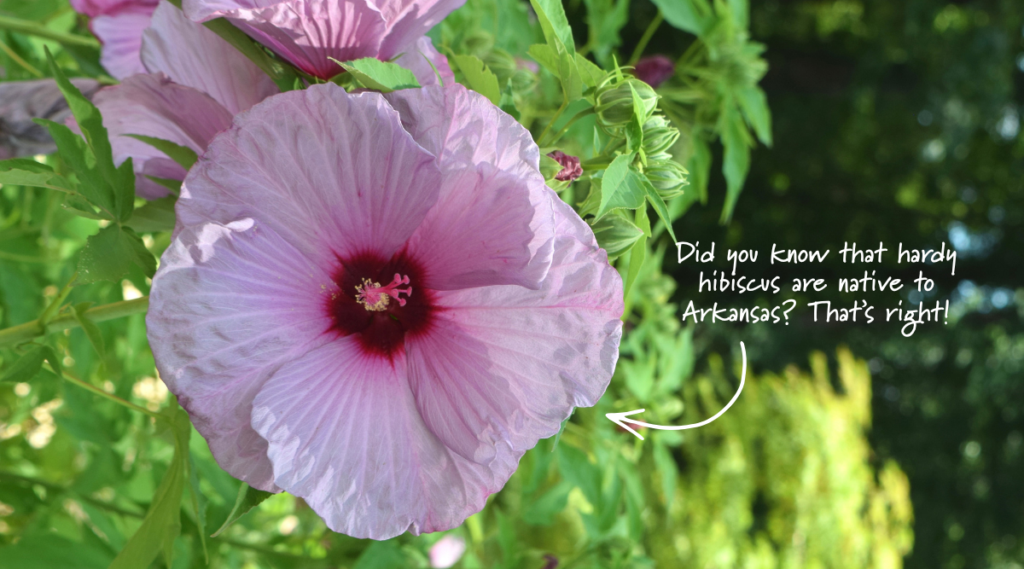 A large pink hardy hibiscus flower blooms among green leaves, with text stating, Did you know that hardy hibiscus are native to Arkansas? Thats right! and an arrow pointing to the flower.