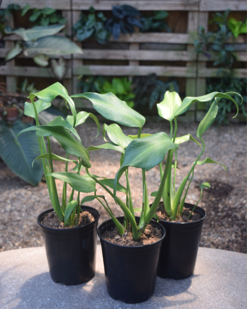 Three green potted plants with broad leaves sit outdoors on a round surface, with a wooden fence and various leafy plants in the background.
