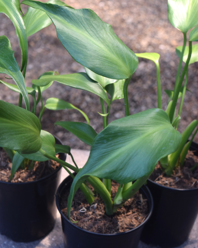 Three potted green leafy plants with broad leaves are placed outdoors on a stone surface. The background is out of focus, with earth and sunlight visible.