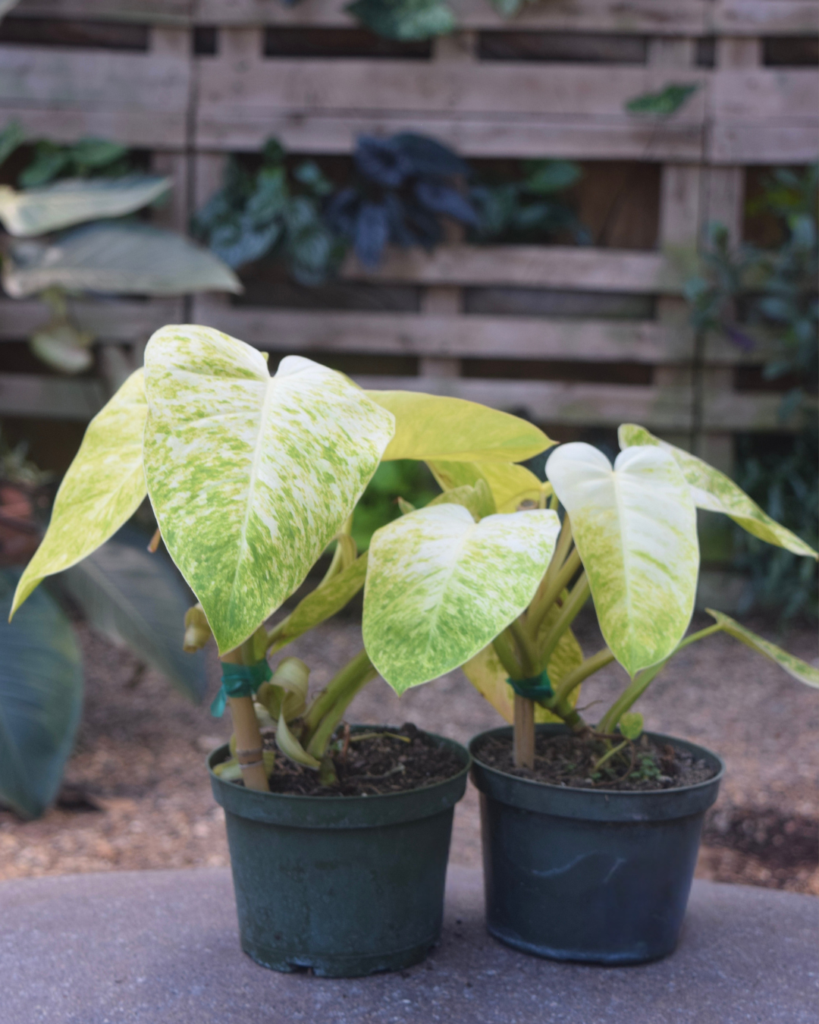 Two potted plants with large, green and yellow variegated leaves sit side by side on a stone surface, with a wooden pallet and other plants in the blurred background.