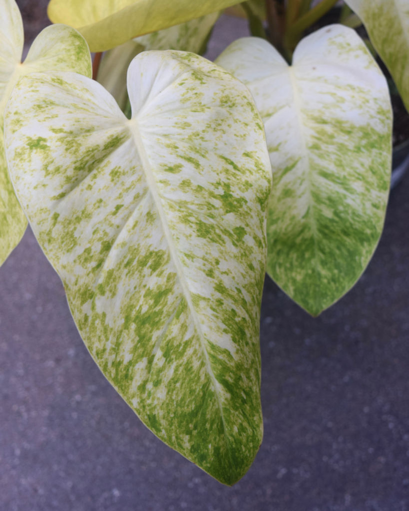 Two large heart-shaped leaves with a mix of white, pale yellow, and green variegation. The leaves have prominent veins and sit against a plain gray background.