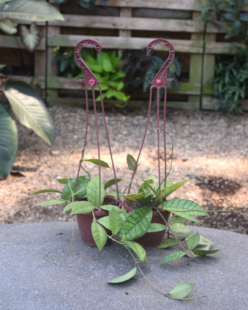 A potted plant with long trailing green leaves sits on a stone surface. Two red plastic hanging hooks are attached to the pot. A wooden fence and other plants are visible in the background.