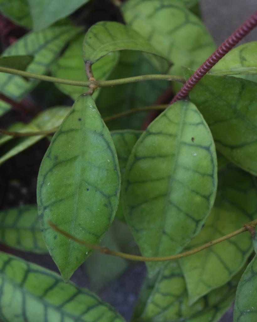 Close-up of green leaves with prominent dark veins and reddish stems, showing a detailed pattern and texture on the leaf surface.