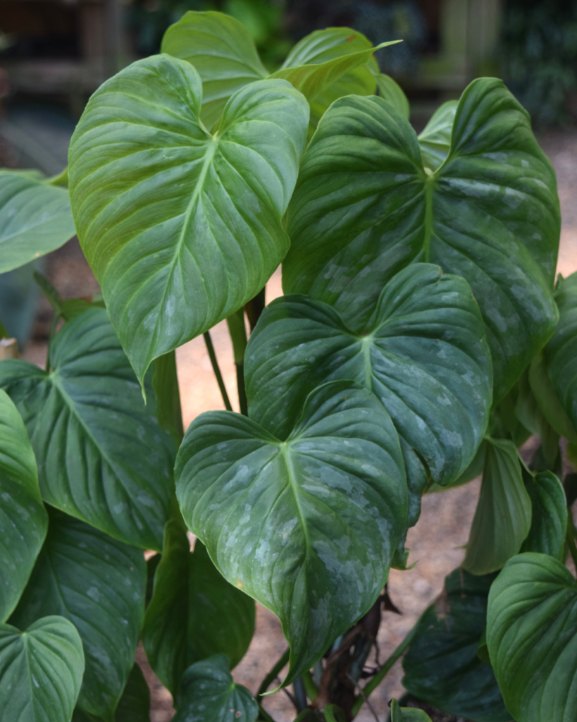 Large, heart-shaped green leaves with deep veins and a glossy texture, overlapping each other. The background is blurred, showing a natural outdoor setting.