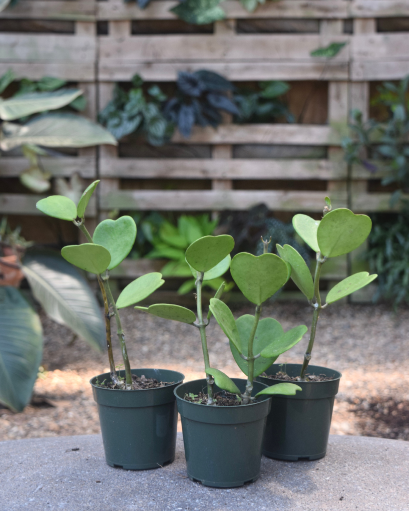 Three small potted plants with heart-shaped green leaves arranged in a row outdoors, with a wooden pallet and lush foliage in the background.