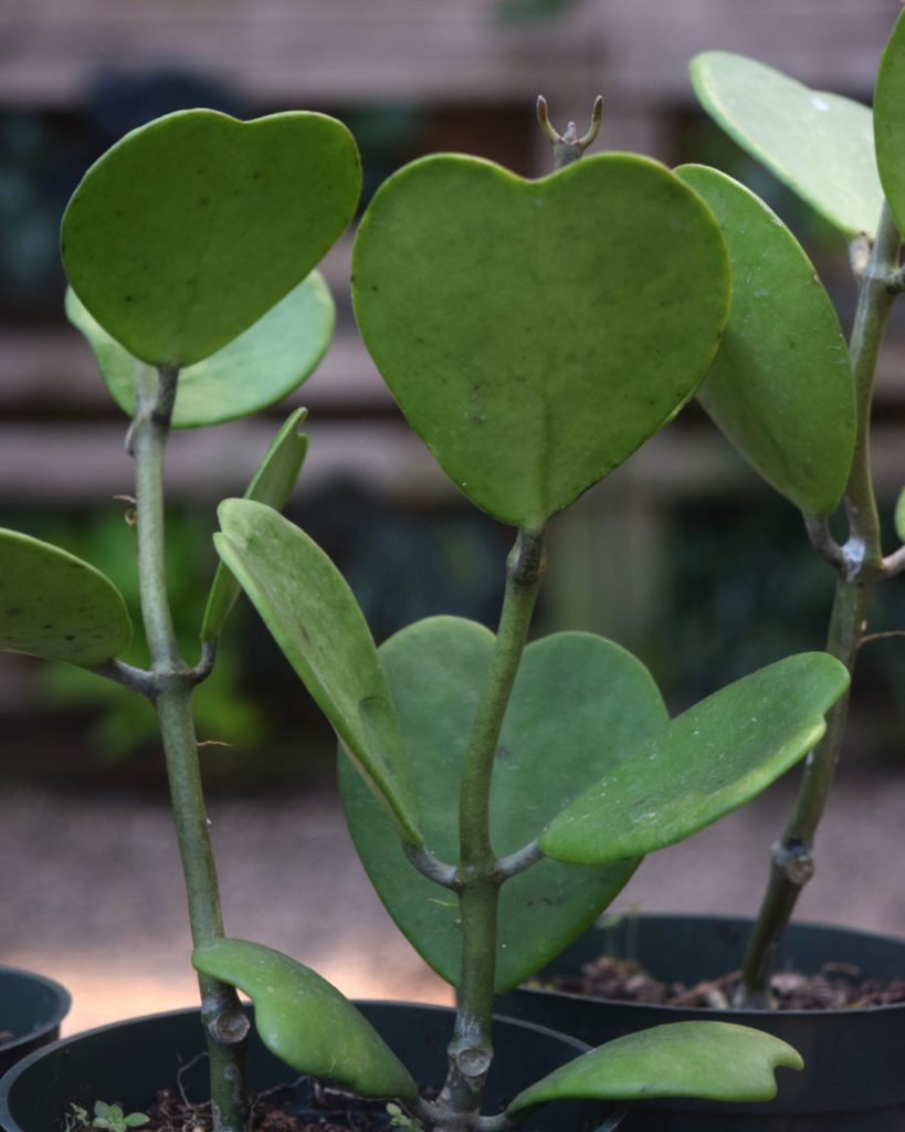 Potted plants with thick, green, heart-shaped leaves growing upright; blurred background with wooden planks and foliage.