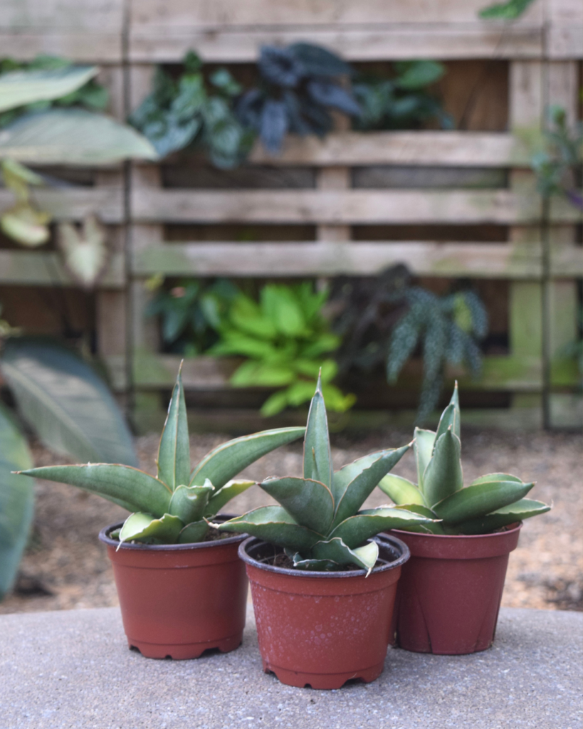 Three small agave plants in brown plastic pots are placed on a concrete surface outdoors, with a wooden pallet and various green plants in the blurred background.
