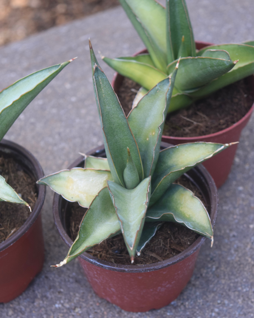 Three potted succulent plants with pointed green leaves and light edges are placed on a concrete surface.