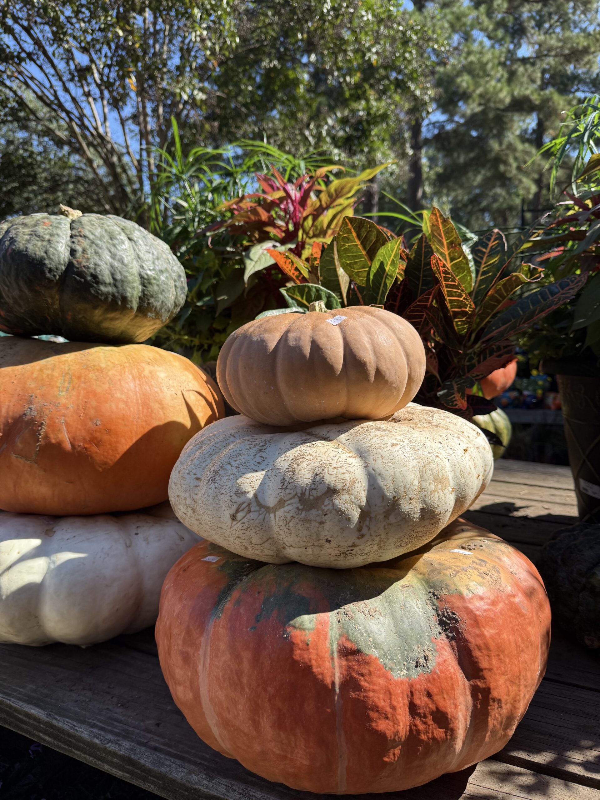A stack of colorful pumpkins, including orange, white, green, and tan, sits on a wooden table outdoors with leafy plants and trees in the background under a clear blue sky.