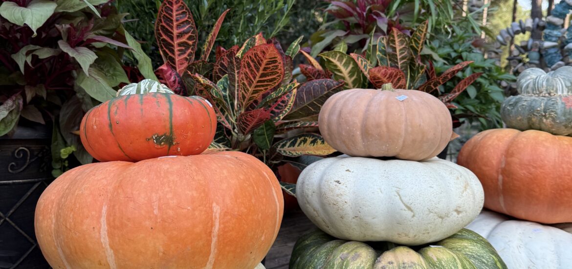 Top 5 Ways to Use Pumpkins in Your Fall Decor