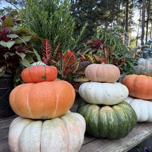 Several colorful pumpkins are stacked in towers on a wooden surface, surrounded by vibrant green plants and foliage, with tall trees in the background under a blue sky.