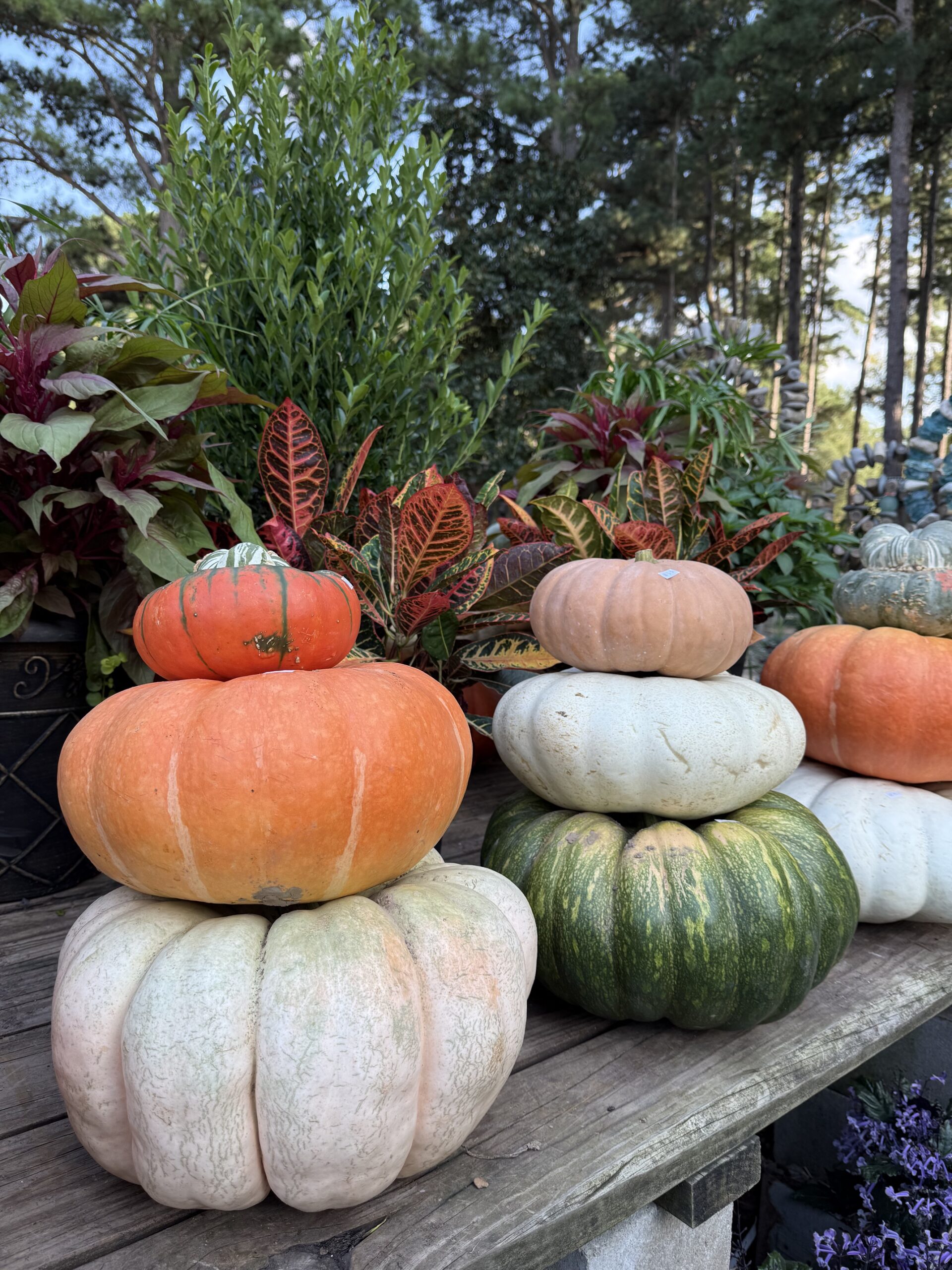 Several colorful pumpkins are stacked in towers on a wooden surface, surrounded by vibrant green plants and foliage, with tall trees in the background under a blue sky.