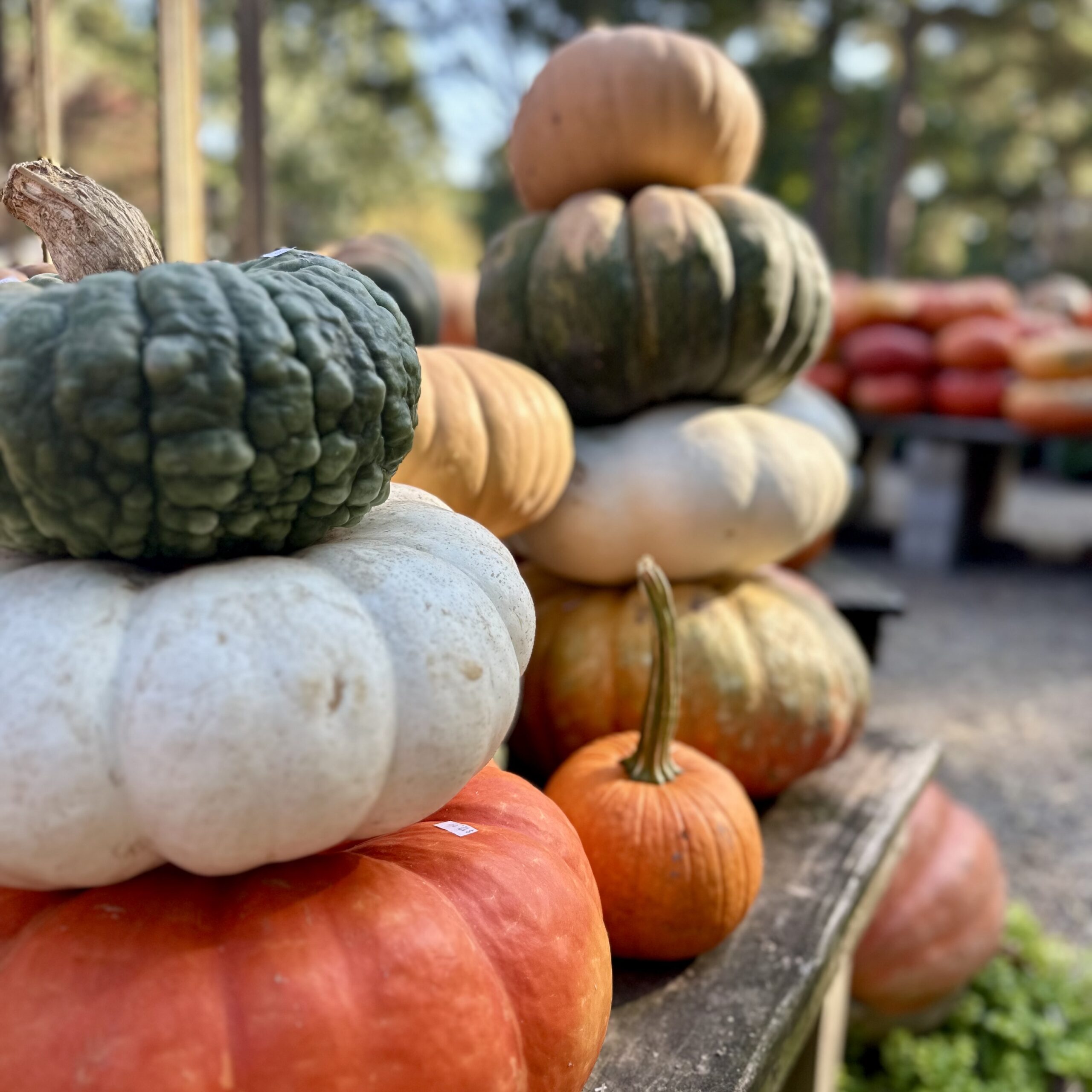 Stacked pumpkins of various colors—green, white, orange, and tan—are displayed outdoors on wooden tables, with more pumpkins blurred in the background amid trees in daylight.